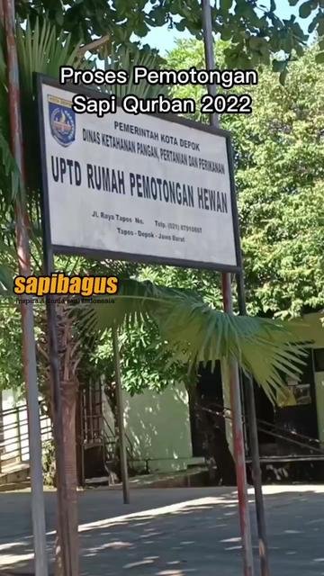 Pemotongan-Sapi-Qurban-2022